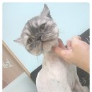 뽀꼬뽀꼬샵(#) 이미지