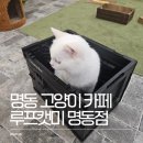 고양이카페 루프캣미 명동점 | 명동 고양이카페 루프캣미 명동점