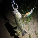 블랙홀PC | 배스 루어 낚시 채비 NS블랙홀 BN52MR 크랑크베이트 꼭 사용해보세요!