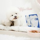 오드셀 | [프롬더셀] 강아지 덴탈껌으로 치석제거와 입 냄새제거까지, 오드클리어 시나몬 후기