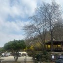 하나파크 | <물왕숲캠핑파크> 벚꽃보러 갔는데 하나도 못보고 온 내돈내산 솔직후기 (29, 30번 사이트)