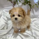 퓨어펫 강아지분양 고양이분양 울산점 이미지