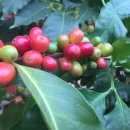 다사농장 이미지