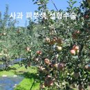 과수원의아침