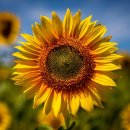 해바라기PC 이미지