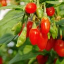 황금나무한의원 | 눈 침침한 직장인이 구기자차 2주 마신 솔직 후기