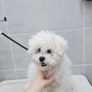 리리푸 이미지