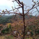 산수유집