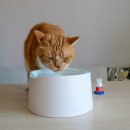 펫프로젝트 | 네이버 펫 바우처 혜택으로 프로젝트21 고양이 물그릇 마련한 후기