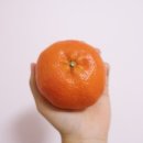 자개 글에 꾸준히 연어오길래 쓰는 배송(?) 과일집 추천 🍊🍋🍎 이미지