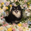 블리스독 이미지