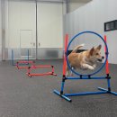 올 마스터 독 이미지