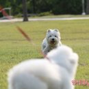 똥꼬발랄 이미지