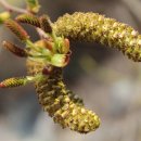 오리나무 이미지