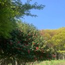 신산공원 | 제주 벚꽃 명소 추천 🌸 신산공원 벚꽃 후기