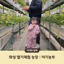 신왕리 | 화성 아기농부 : 딸기농장 22개월 아기랑 체험 내돈내산 후기