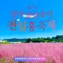 광사초등학교 | 2025년 양주 천일홍 축제, 인생샷 건지는 꿀팁 대방출!
