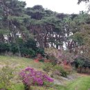 완도수목원 가로수길 이미지