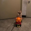 오빠가 데리러 갈 개 이미지