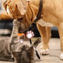 강아지와 고양이 이미지