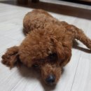 퍼피랜드 애견카페 이미지