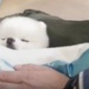 엘빈 이미지