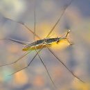 소금쟁이 이미지