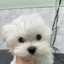 펫마켓 서구점 이미지