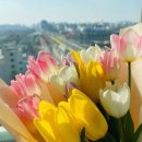 밀리스플라워 - 아산시 서부남로 844 | 밀리스플라워
