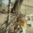 타이거벨리 이미지