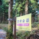 한라산둘레길 천아숲길 이미지