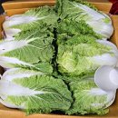 여름 김치 담으실분 (치마 열무 , 쌈배추) 이미지
