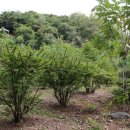 평온 제2농장 이미지