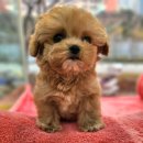 시원애견 이미지