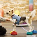 매너독반려견교육센터 이미지