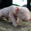 성의농장 2 이미지