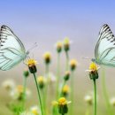 목포순대 - 인제군 기린로 53 | 목포순대
