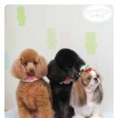 별그루밍 이미지