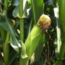 만년사슴농장 이미지