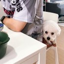 하동애견