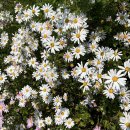 영촌경로당 이미지