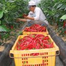 다farm