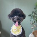 댕댕살롱앤스파 이미지