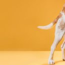 진접동물병원 이미지