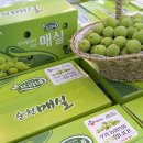 순천매실