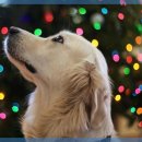 라비동물병원 이미지