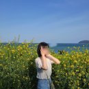 큰솔횟집 | 2박3일 거제도 뚜벅이 여행 1일차 : 학동 흑진주 몽돌해수욕장, 학동 내촐 유채꽃밭, 근포땅굴