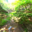 산삼자연휴양림(함양) | 🌲산삼자연휴양림 완전정복