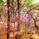 백양산 등산로 이미지