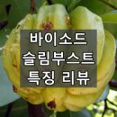 <b>바이</b>소드<b>슬림</b>부스트 효능, 복용법, 부작용 및 주의사항 정리
